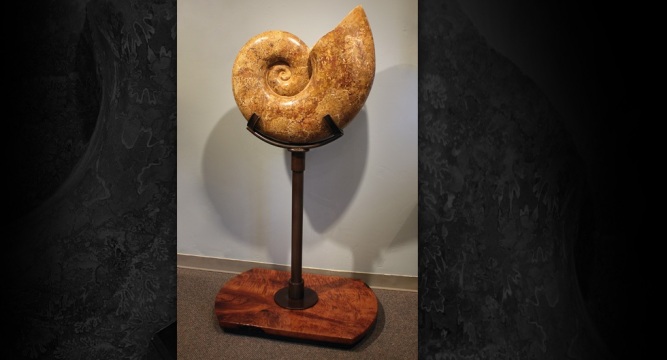 Ammonite Floor Stand