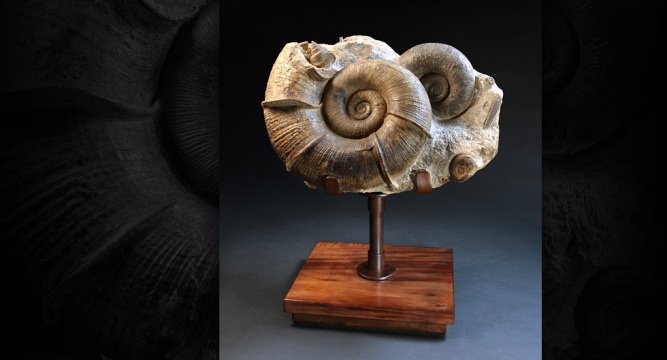 Ammonite Group