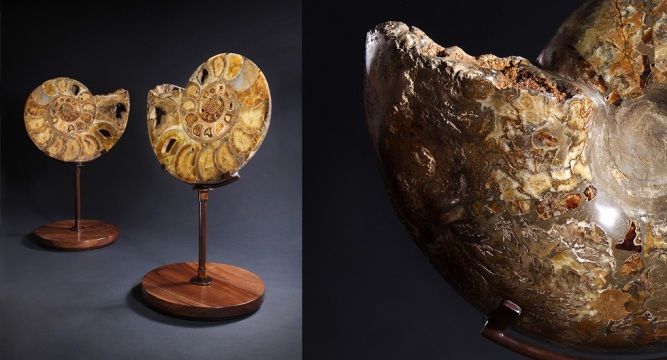Ammonites 38