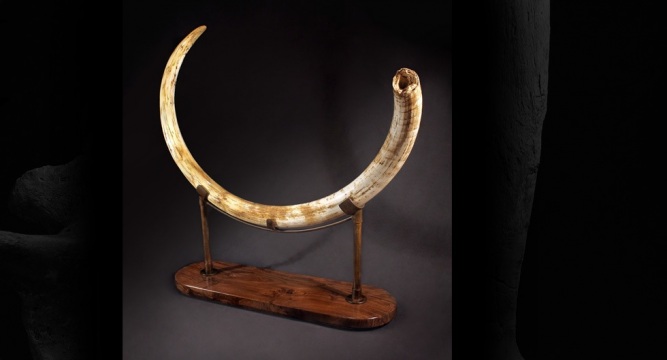 Mammoth Tusk