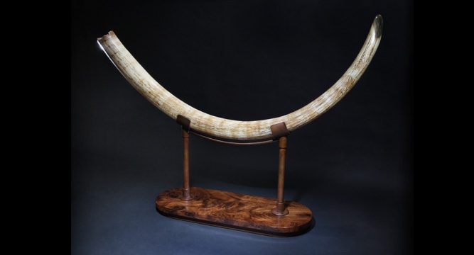 Mammoth Tusk