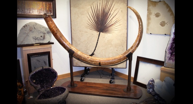 Mammoth Tusk Jackson