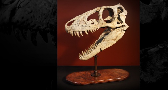 Tarbosaur Stand