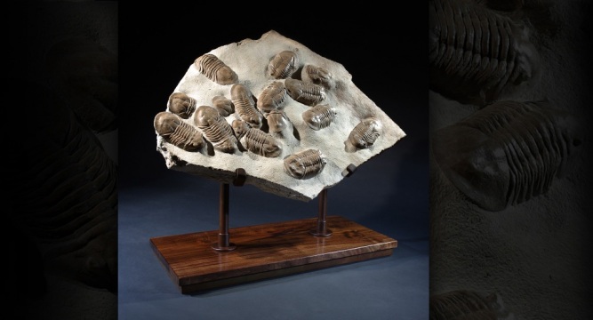 Trilobyte Display